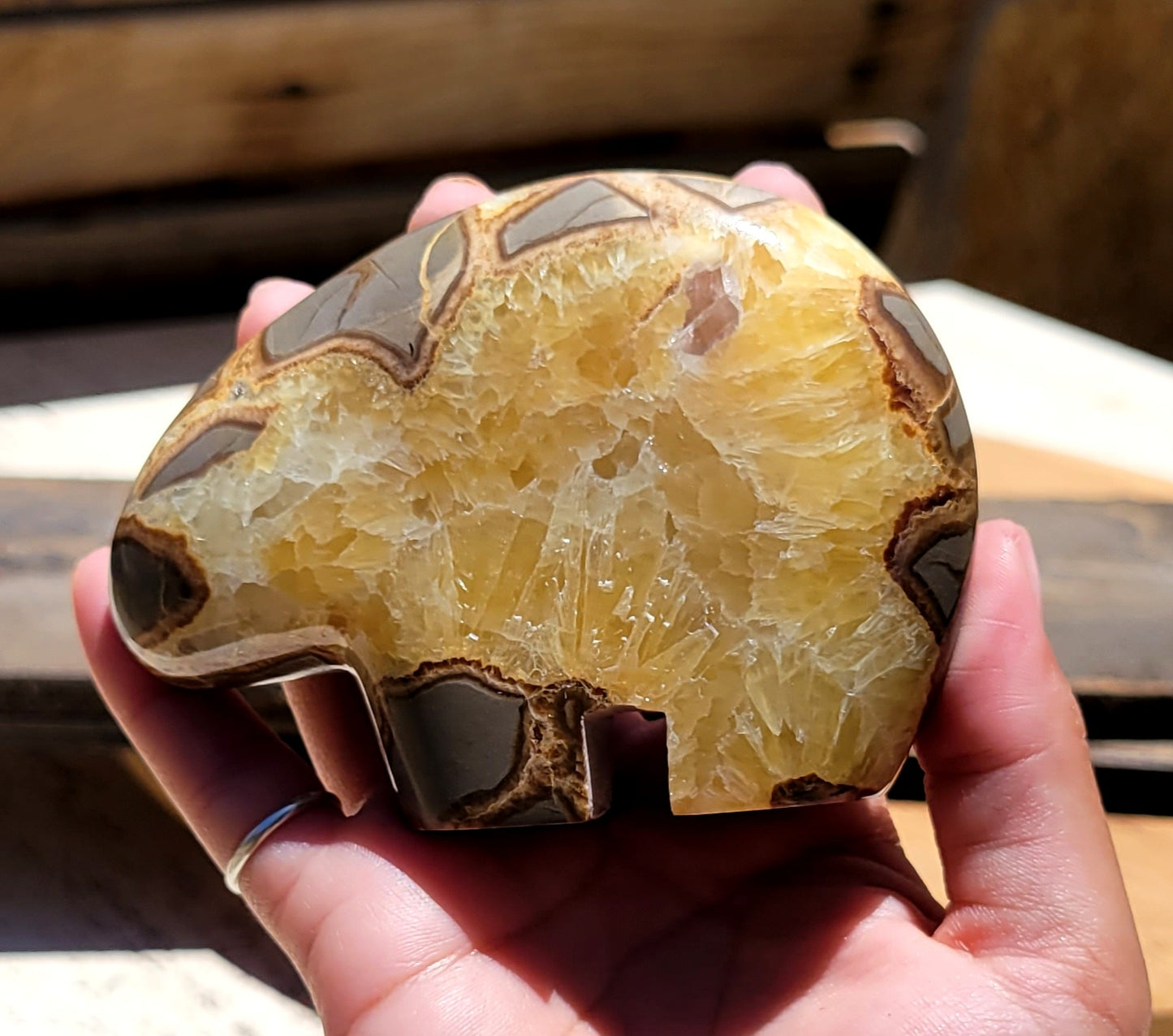 Septarian Bear