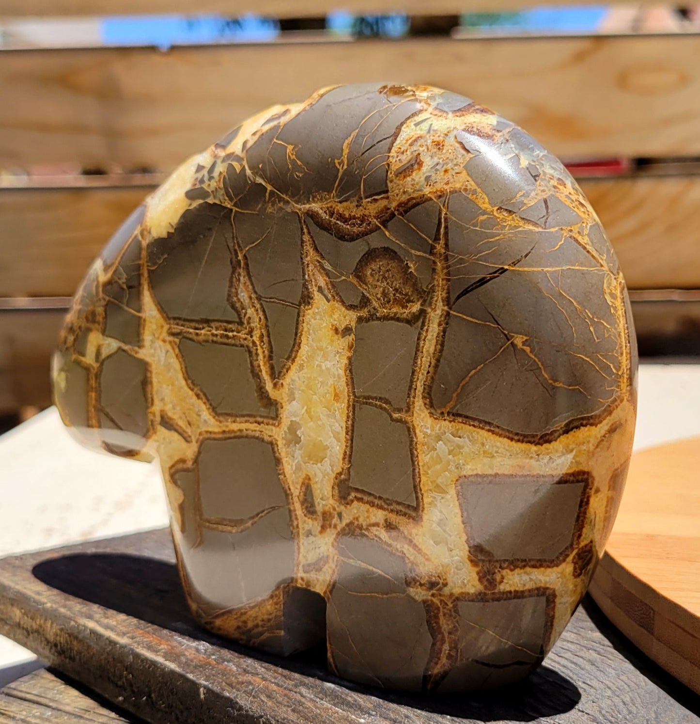 Septarian Bear