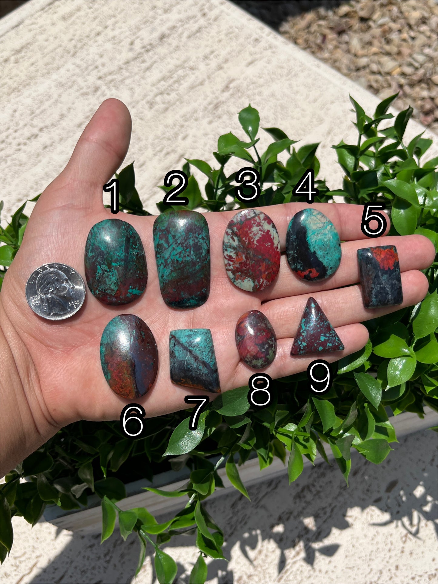 Sonoran Sunset Page 9